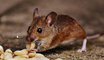 24 Hour & Emergency Exterminators in Posey, IL
